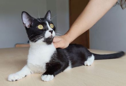 Die Schwestern Magui und Mota suchen ein liebevolles Zuhause