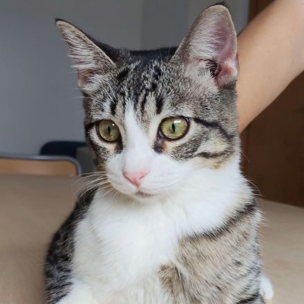 Die Schwestern Magui und Mota suchen ein liebevolles Zuhause