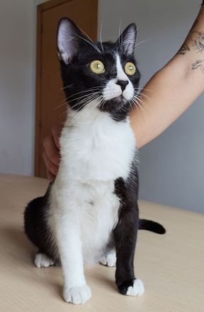 Die Schwestern Magui und Mota suchen ein liebevolles Zuhause