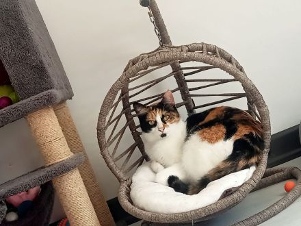 Katze an Liebevolle Hände abzugeben