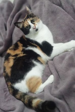 Katze an Liebevolle Hände abzugeben