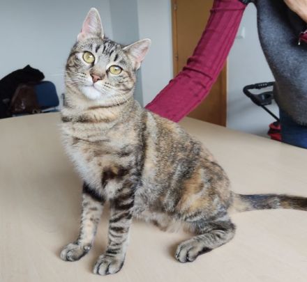 Schmusekatze Pia möchte sooo gern bei netten Leuten einziehen