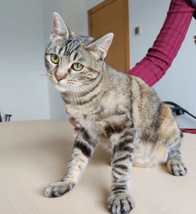 Schmusekatze Pia möchte sooo gern bei netten Leuten einziehen