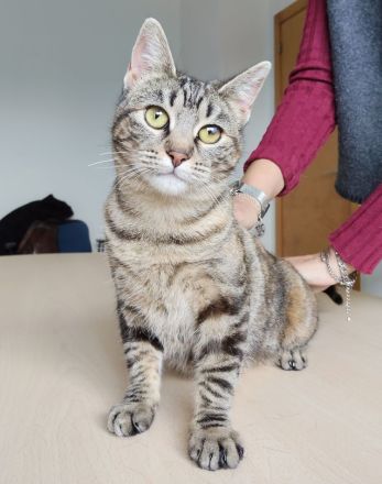 Schmusekatze Pia möchte sooo gern bei netten Leuten einziehen