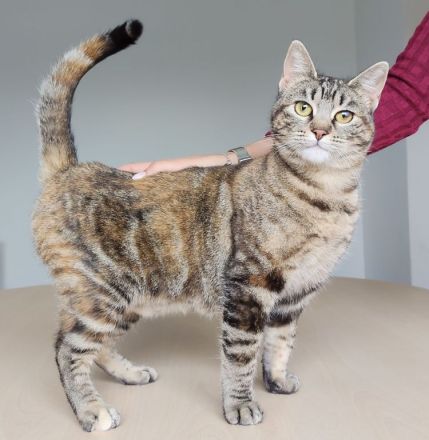 Schmusekatze Pia möchte sooo gern bei netten Leuten einziehen