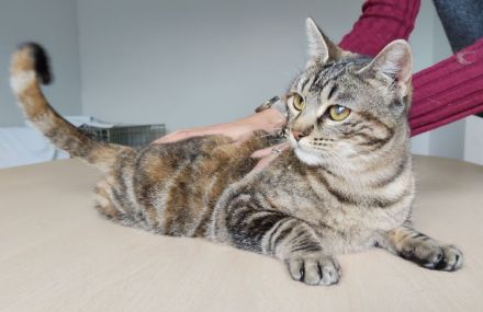 Schmusekatze Pia möchte sooo gern bei netten Leuten einziehen