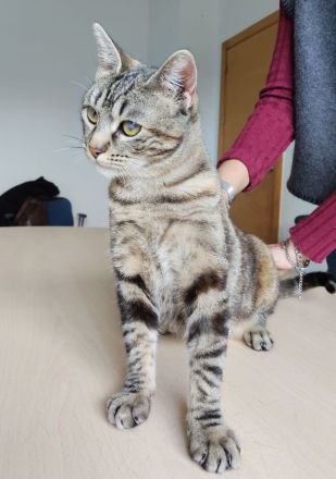 Schmusekatze Pia möchte sooo gern bei netten Leuten einziehen