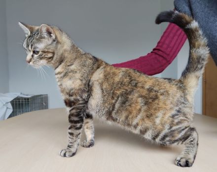 Schmusekatze Pia möchte sooo gern bei netten Leuten einziehen