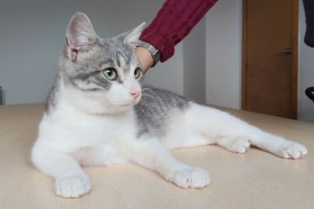 Der süße Mateo sehnt sich sehr nach Menschen, die Zeit für ihn haben