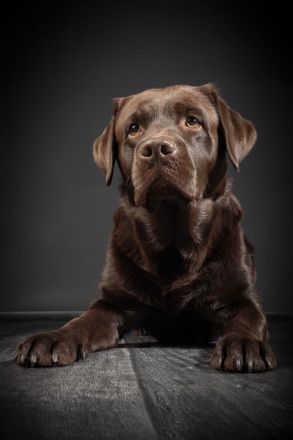 Reinerbig brauner Labrador Deckrüde mit LCD ZZL