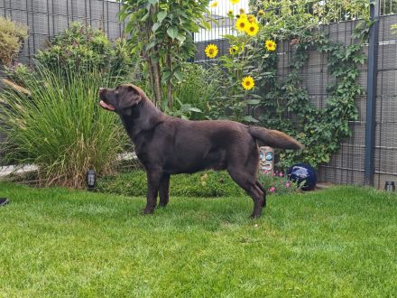Reinerbig brauner Labrador Deckrüde mit LCD ZZL