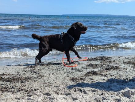 Reinerbig brauner Labrador Deckrüde mit LCD ZZL