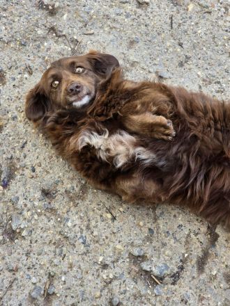 Emmi - verschmuste Begleiterin!