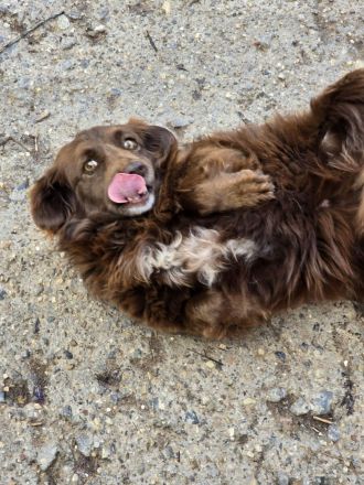 Emmi - verschmuste Begleiterin!
