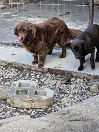 Emmi - verschmuste Begleiterin!