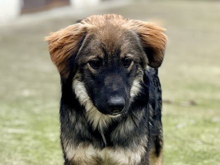 Hallo - hier kommt Benzko!