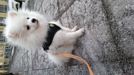 Chihuahua zwergspitz mix