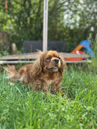 Cavapoo sind auf der Suche