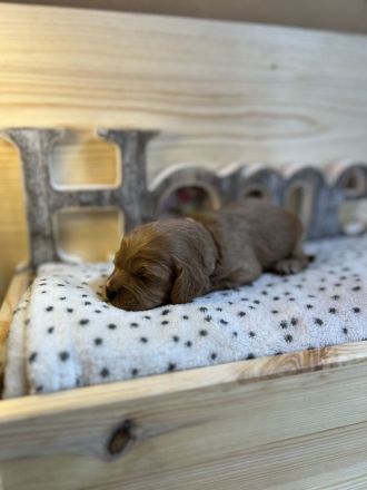 Cavapoo sind auf der Suche