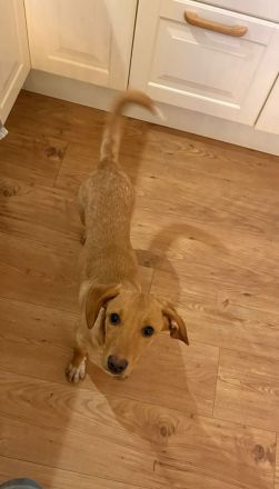 ALVA (Mischlingshündin, Pointer-Terrier-X)