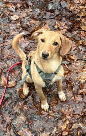 ALVA (Mischlingshündin, Pointer-Terrier-X)