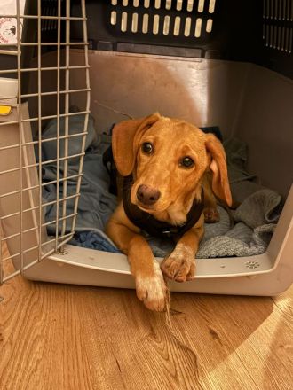 ALVA (Mischlingshündin, Pointer-Terrier-X)