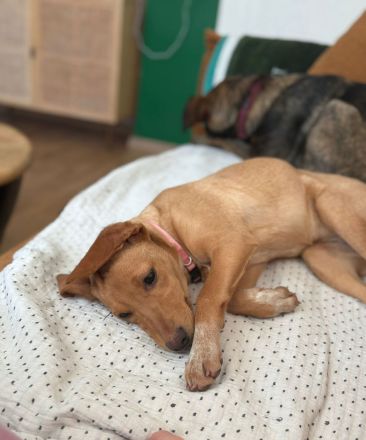 ALVA (Mischlingshündin, Pointer-Terrier-X)