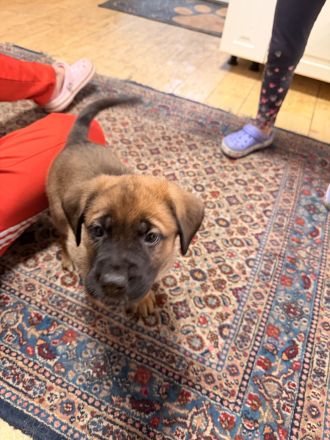 Cane Corso-Schäferhund Welpen