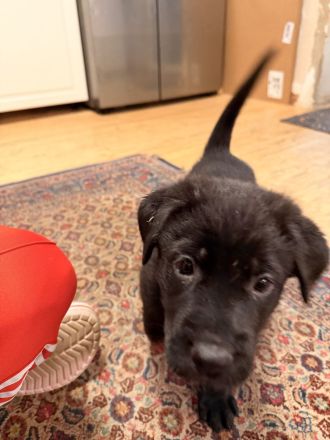 Cane Corso-Schäferhund Welpen