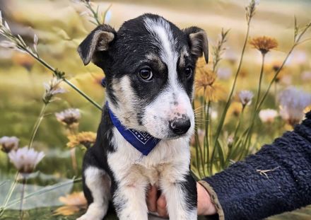 Fay, Joey und Boomer suchen ein Zuhause * Gizmo ist reserviert *