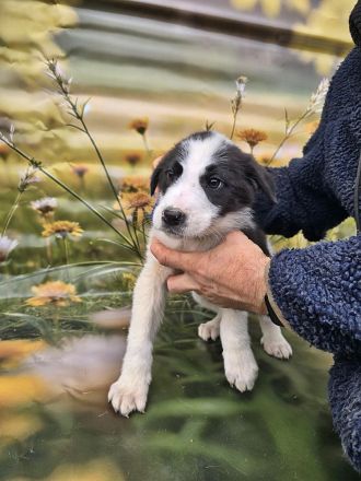 Fay, Joey und Boomer suchen ein Zuhause * Gizmo ist reserviert *