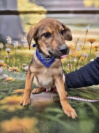 Fay, Joey und Boomer suchen ein Zuhause * Gizmo ist reserviert *