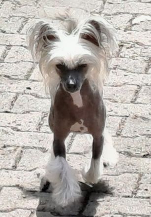 Chinese Crested Dog - weiblich - erwachsen