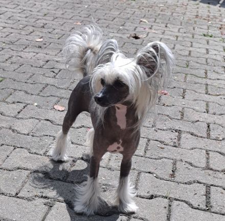 Chinese Crested Dog - weiblich - erwachsen