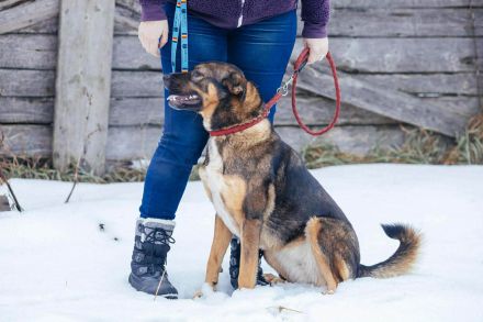 Amira, eine verschmuste Hündin sucht ein Zuhause