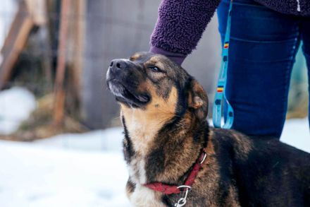 Amira, eine verschmuste Hündin sucht ein Zuhause