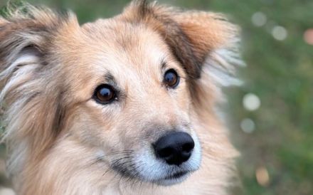 Schenkst du Toppi ein Zuhause?