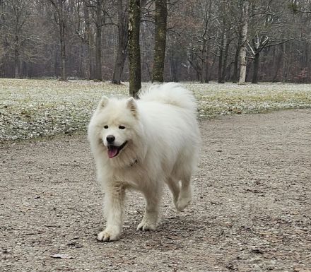 Samojedenrüde Timmy