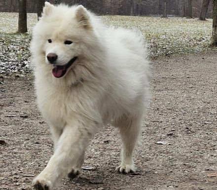 Samojedenrüde Timmy