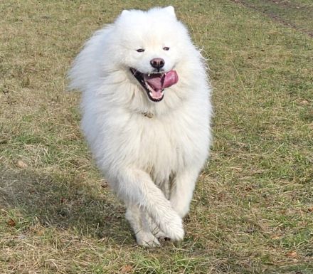 Samojedenrüde Timmy