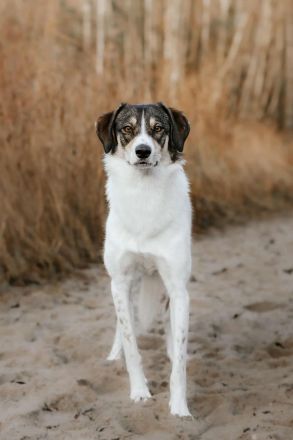 Adam auf Pflegestelle in 49549 Ladbergen sucht sein Für-immer-Zuhause