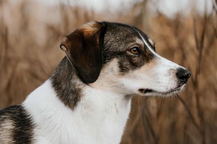 Adam auf Pflegestelle in 49549 Ladbergen sucht sein Für-immer-Zuhause