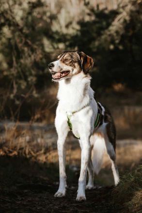 Adam auf Pflegestelle in 49549 Ladbergen sucht sein Für-immer-Zuhause