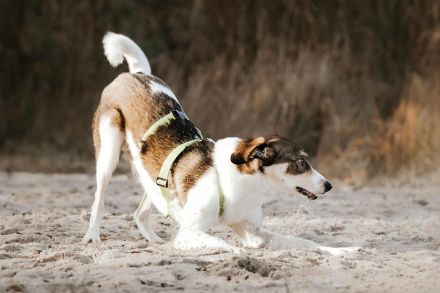 Adam auf Pflegestelle in 49549 Ladbergen sucht sein Für-immer-Zuhause