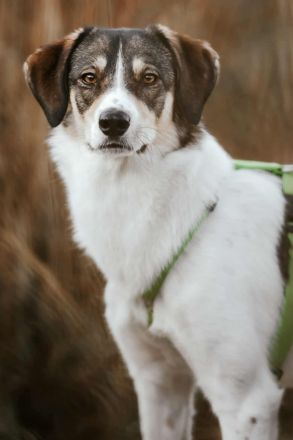 Adam auf Pflegestelle in 49549 Ladbergen sucht sein Für-immer-Zuhause