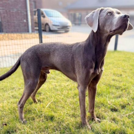 Levi in 47652 Weeze sucht sein Für-immer-Zuhause