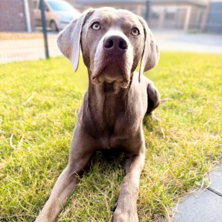 Levi in 47652 Weeze sucht sein Für-immer-Zuhause