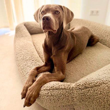 Levi in 47652 Weeze sucht sein Für-immer-Zuhause