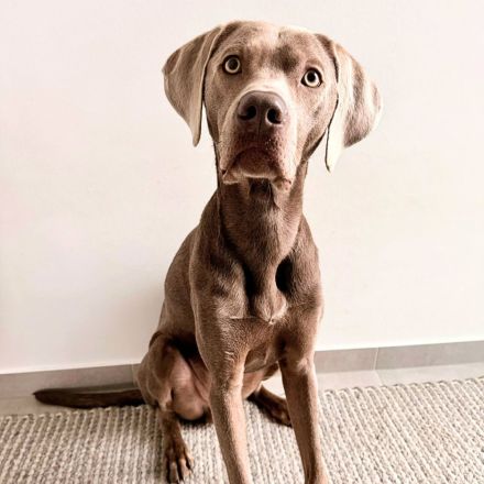 Levi in 47652 Weeze sucht sein Für-immer-Zuhause