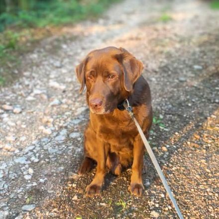 Moses in 77704 Oberkirch sucht sein Für-immer-Zuhause